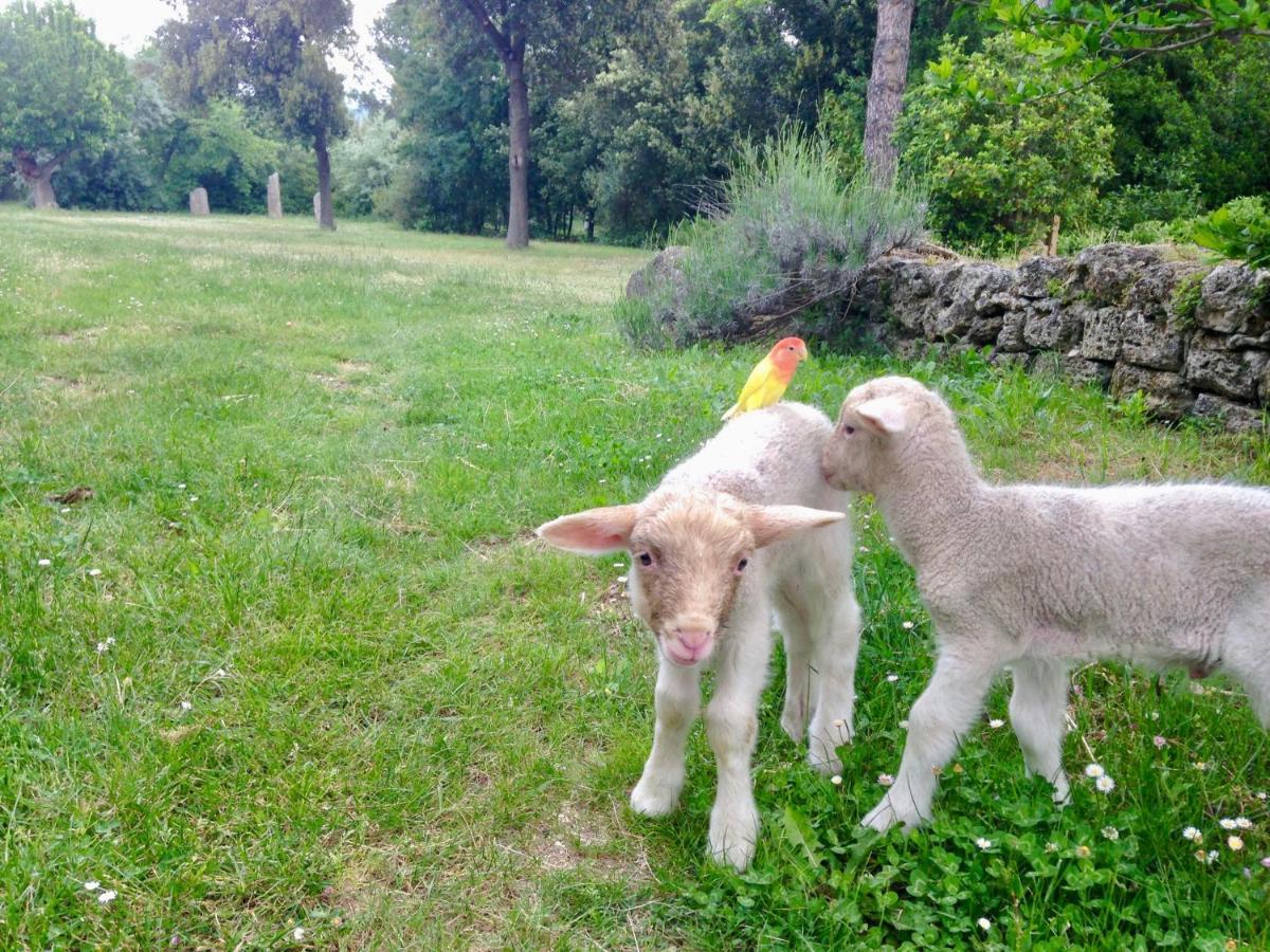 Agriturismo "Borgo Madonna Degli Angeli" - Charming Cottages In The Gardens ! Tocco da Casauria Luaran gambar